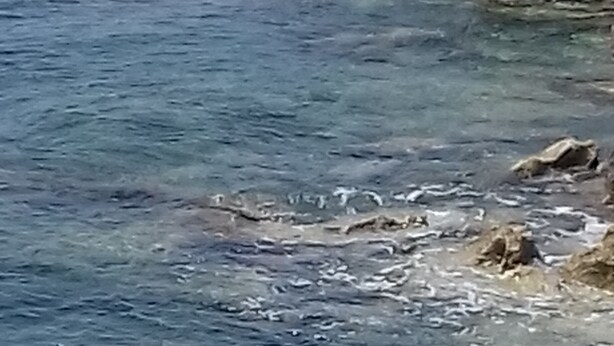 Un paysage côtier avec une eau claire et des affleurements rocheux.
