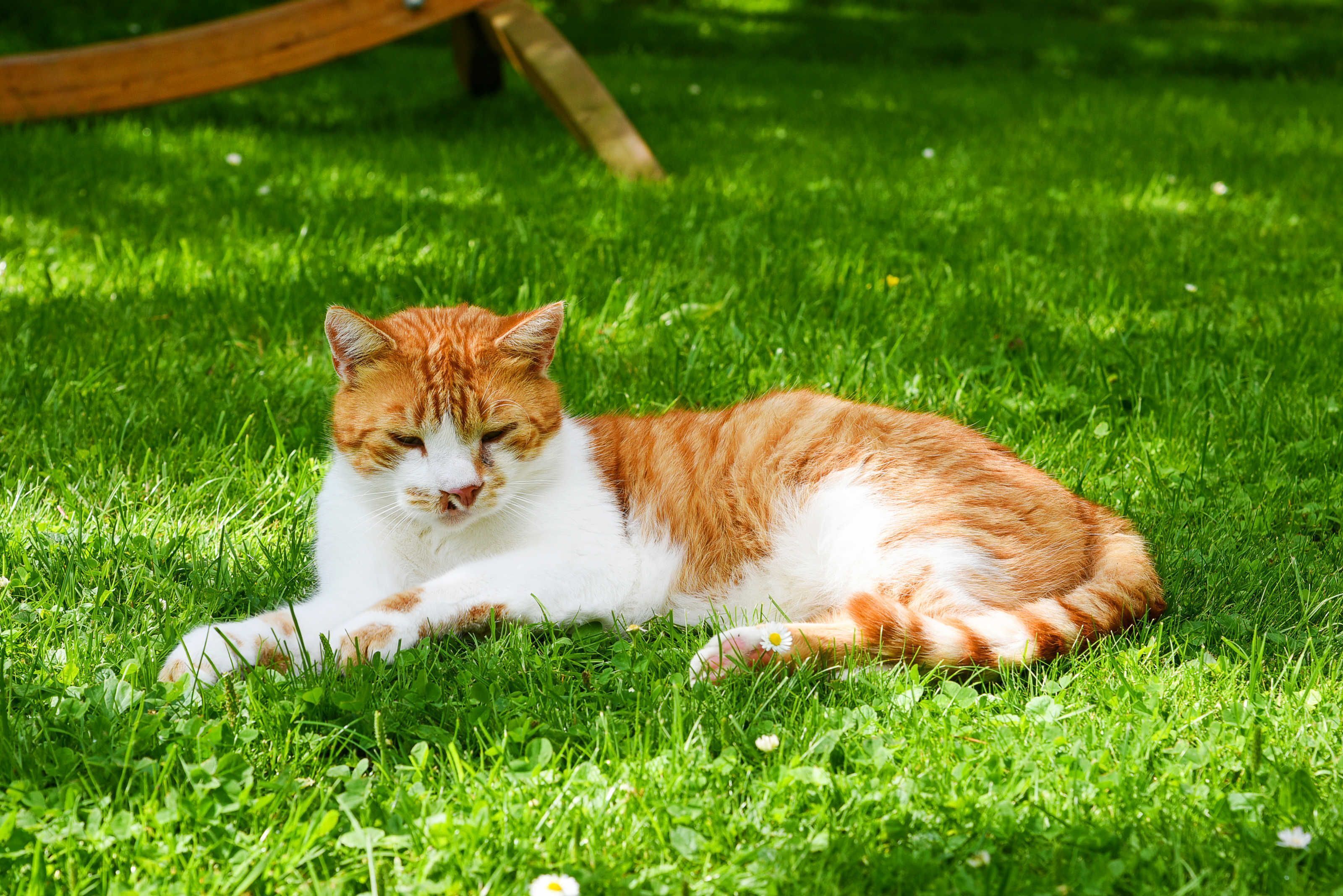 Un chat allongé sur l’herbe.