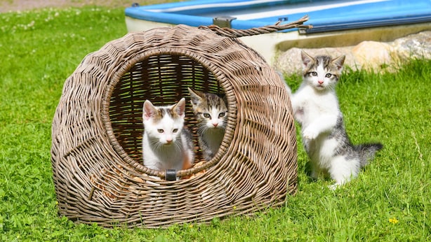 A wicker cat house with two kittens on a grassy lawn.