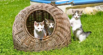 Apartment Kuh - Ferienhof Sjuts