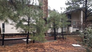 A courtyard with pine trees, a stone wall, and a building with a balcony.