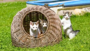 Una casita de mimbre para gatos con dos gatitos sobre un césped.