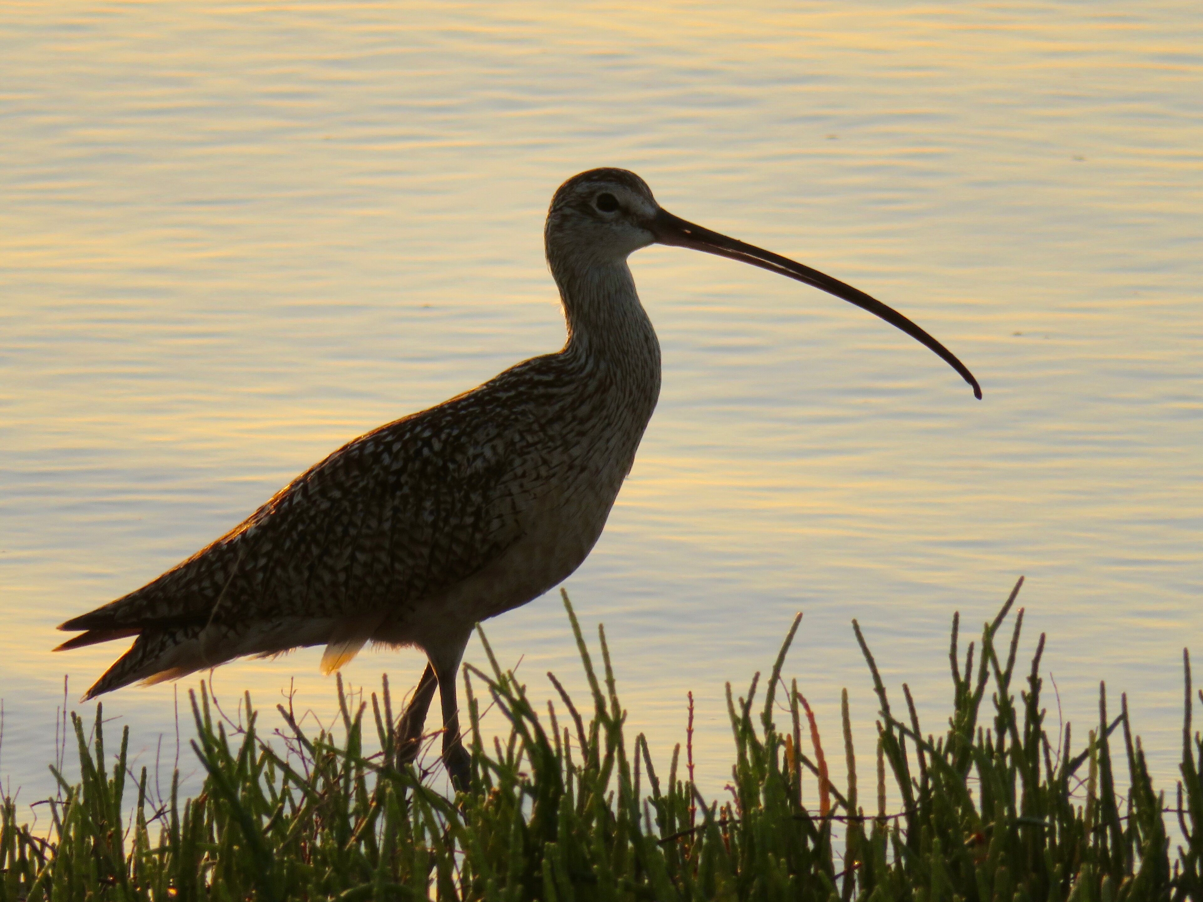 A bird standing on grass near water.