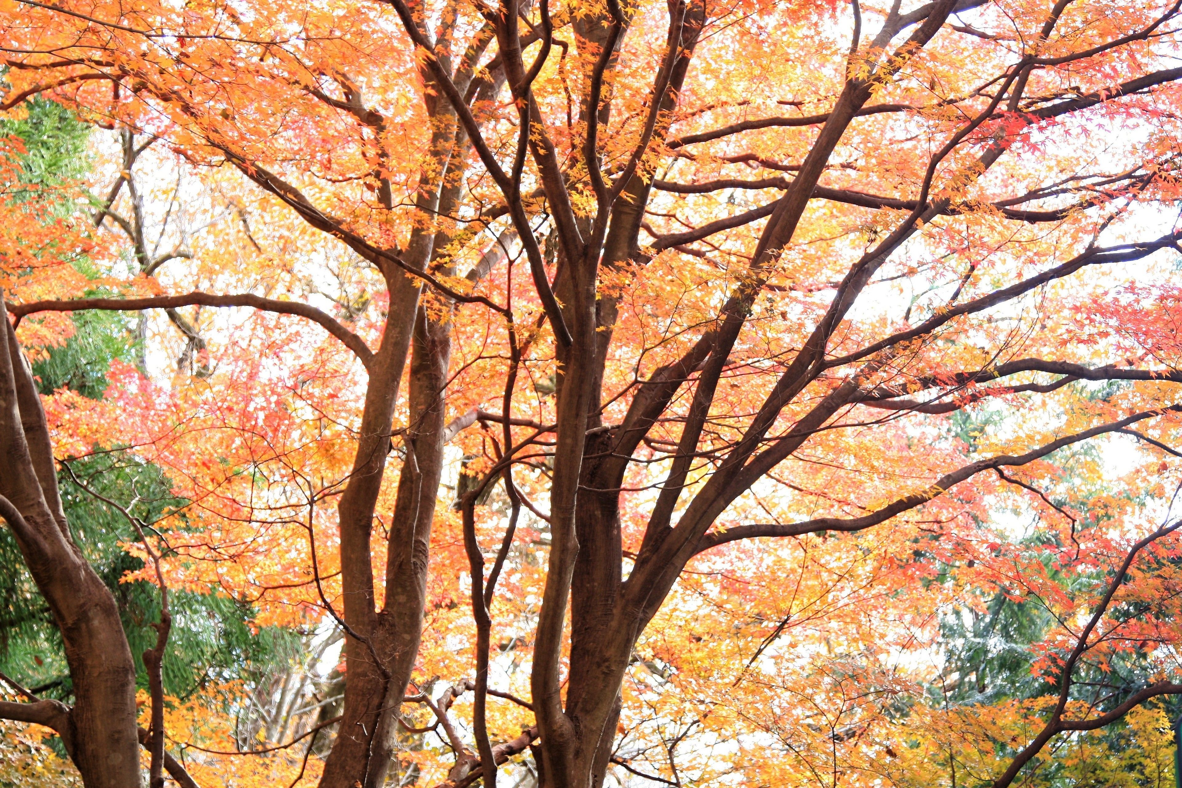 A dense forest of trees with autumn foliage.