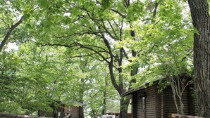 Un sentier en bois mène à des chalets en rondins, entourés d’un feuillage verdoyant et luxuriant.