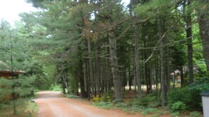 A gravel road flanked by tall trees and dense underbrush. - Acadia Explorer Cabin Rentals Cabin 1  (Southwest Harbor)