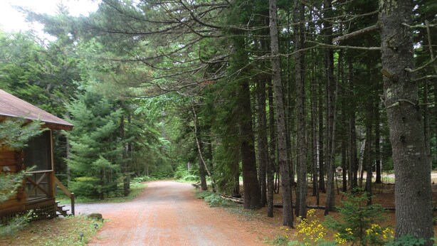 A gravel path leading to a wooden cabin surrounded by tall trees and greenery. - Acadia Explorer Cabin Rentals Cabin 1  (Southwest Harbor)