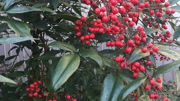 A dense cluster of red berries on a bush with broad green leaves.