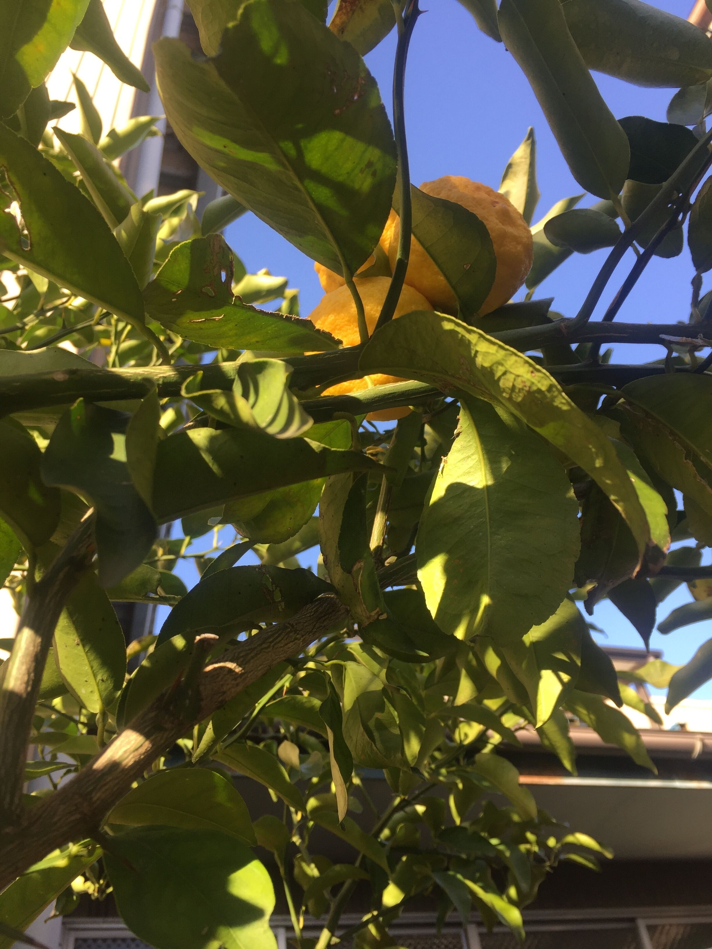 Primer plano de una planta con hojas verdes y una flor amarilla.