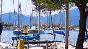Un port de plaisance où sont amarrés de nombreux bateaux, un arbre au premier plan et des montagnes en arrière-plan.