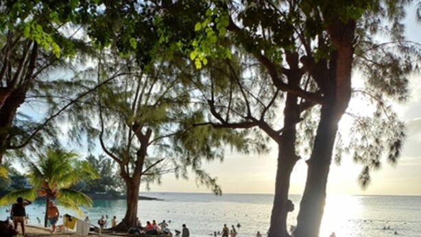Una playa con palmeras y gente.