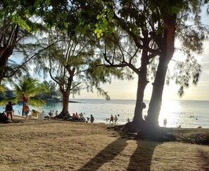 Una playa con palmeras y gente.