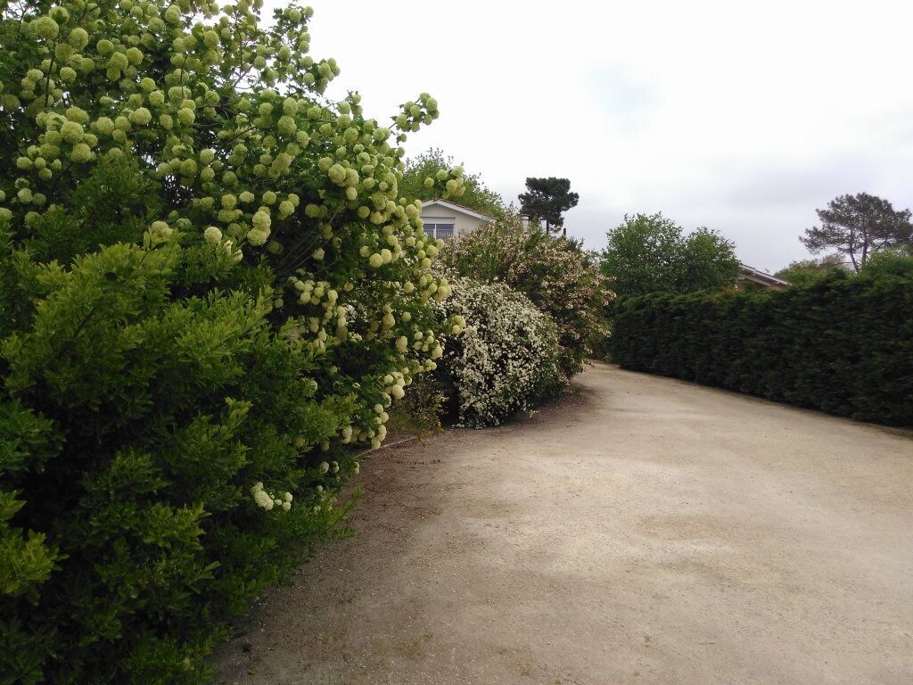 Un camino de acceso residencial con un sendero de concreto, rodeado de abundante follaje verde y arbustos florecientes.