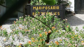Letrero de Mariposasario Mariposas con un jardín de caléndulas al frente.
