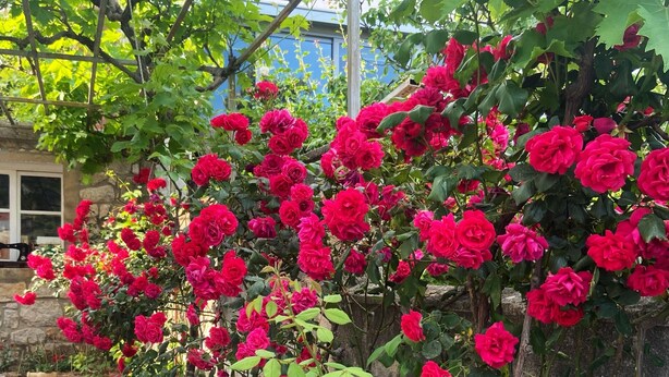 En trädgård med ett stort utbud av växter och blommor, inklusive en framträdande grupp röda rosor.