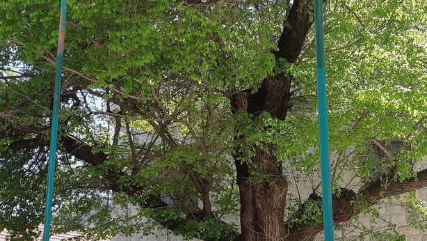 Un árbol grande con un tronco grueso y follaje denso, rodeado por un muro de piedra bajo y una valla metálica.