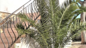 Eine Treppe mit Metallgeländer, einer Palme und einer Steinmauer.