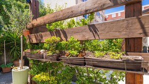 Eine Holz-Pergola mit mehreren Pflanzkästen und verschiedenen Pflanzen.