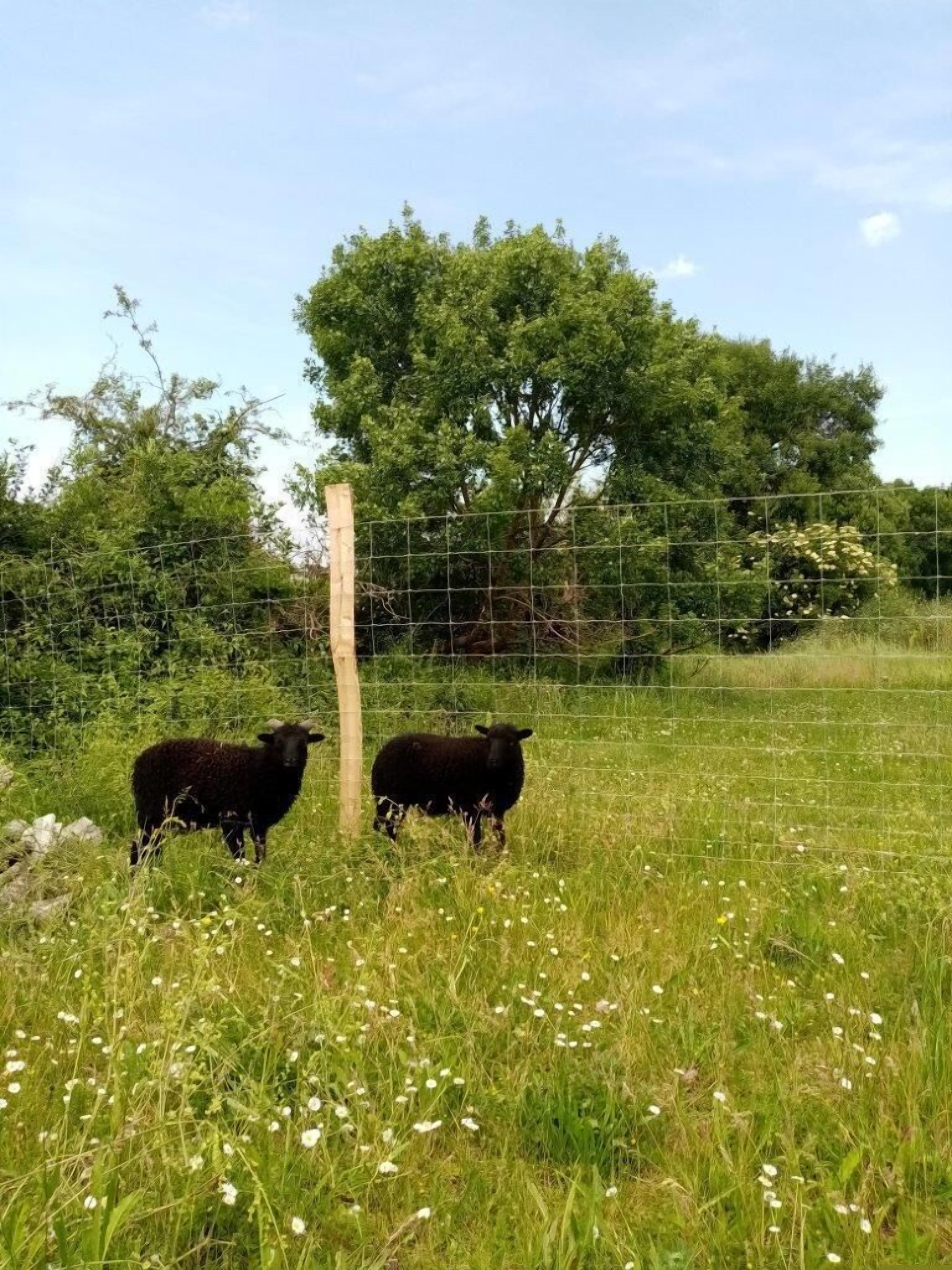 Un espace extérieur clôturé avec deux moutons noirs et un arbre en arrière-plan.