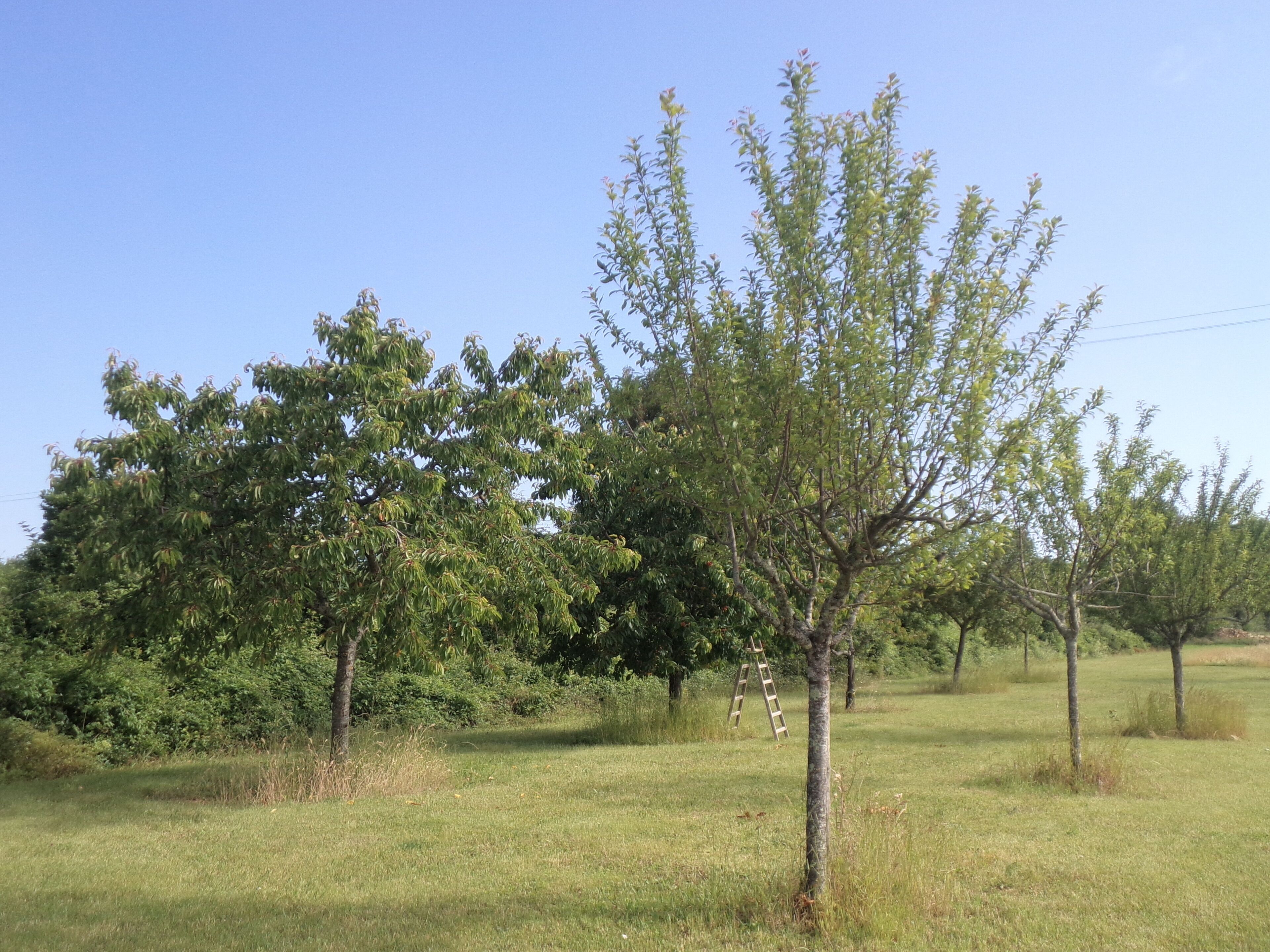 A grassy field with several trees and a ladder leaning against one of them.