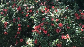 A garden with red flowers and a wooden bench. - Direct Ocean View from the top floor! (Orange Beach)