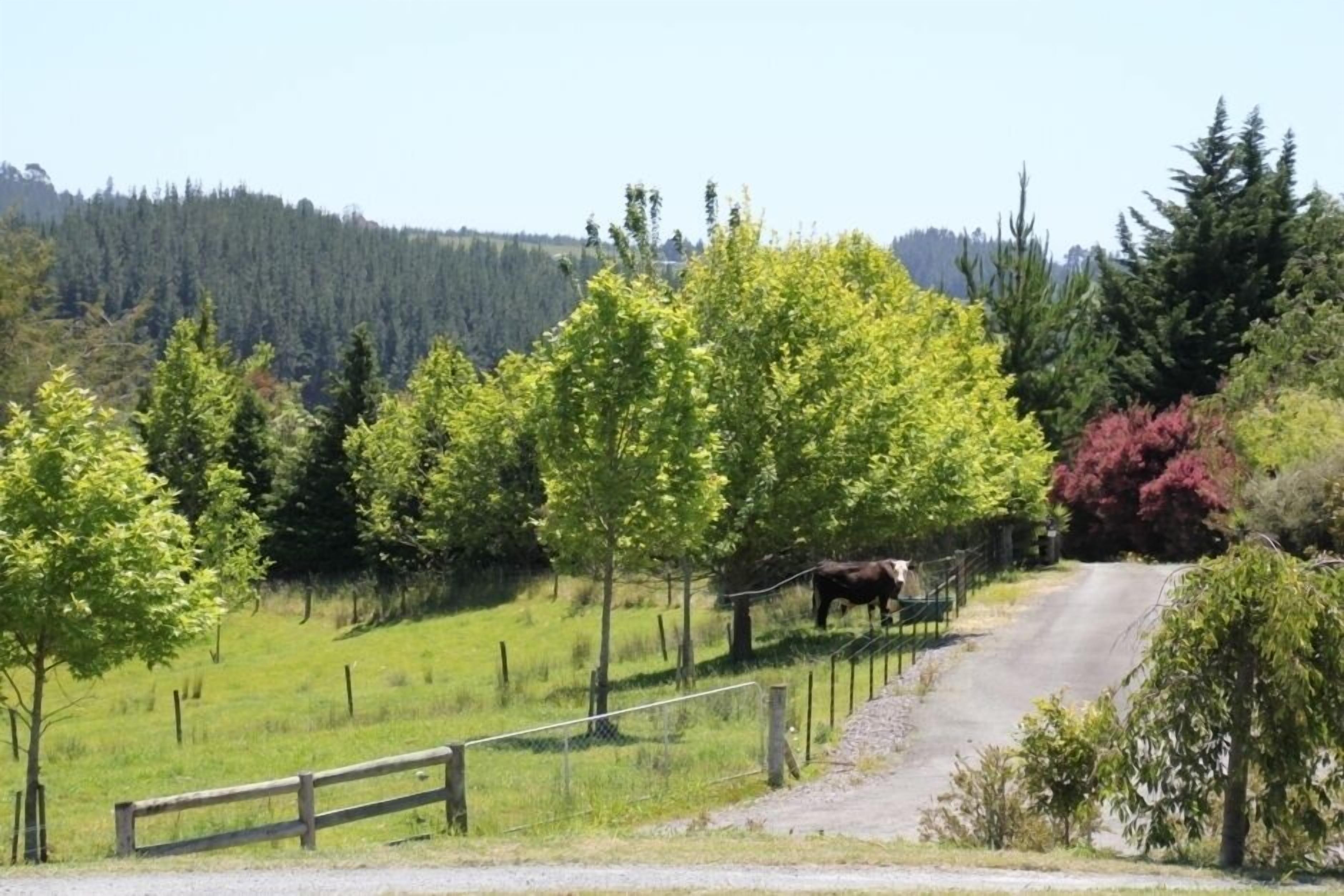 A rural landscape with a dirt road, a wooden fence, and a cow in a field.