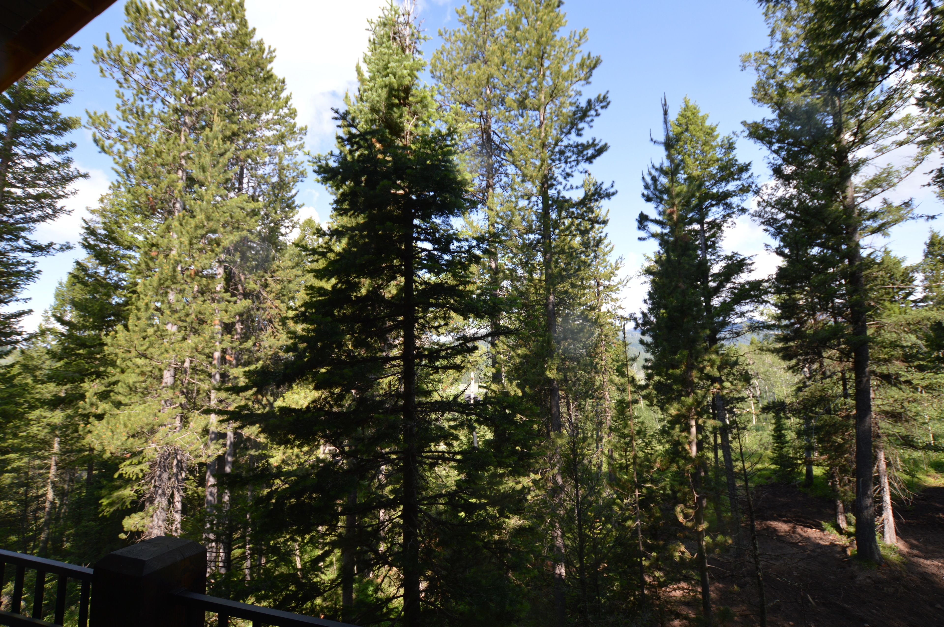 A forested area with tall pine trees and a wooden structure in the foreground.
