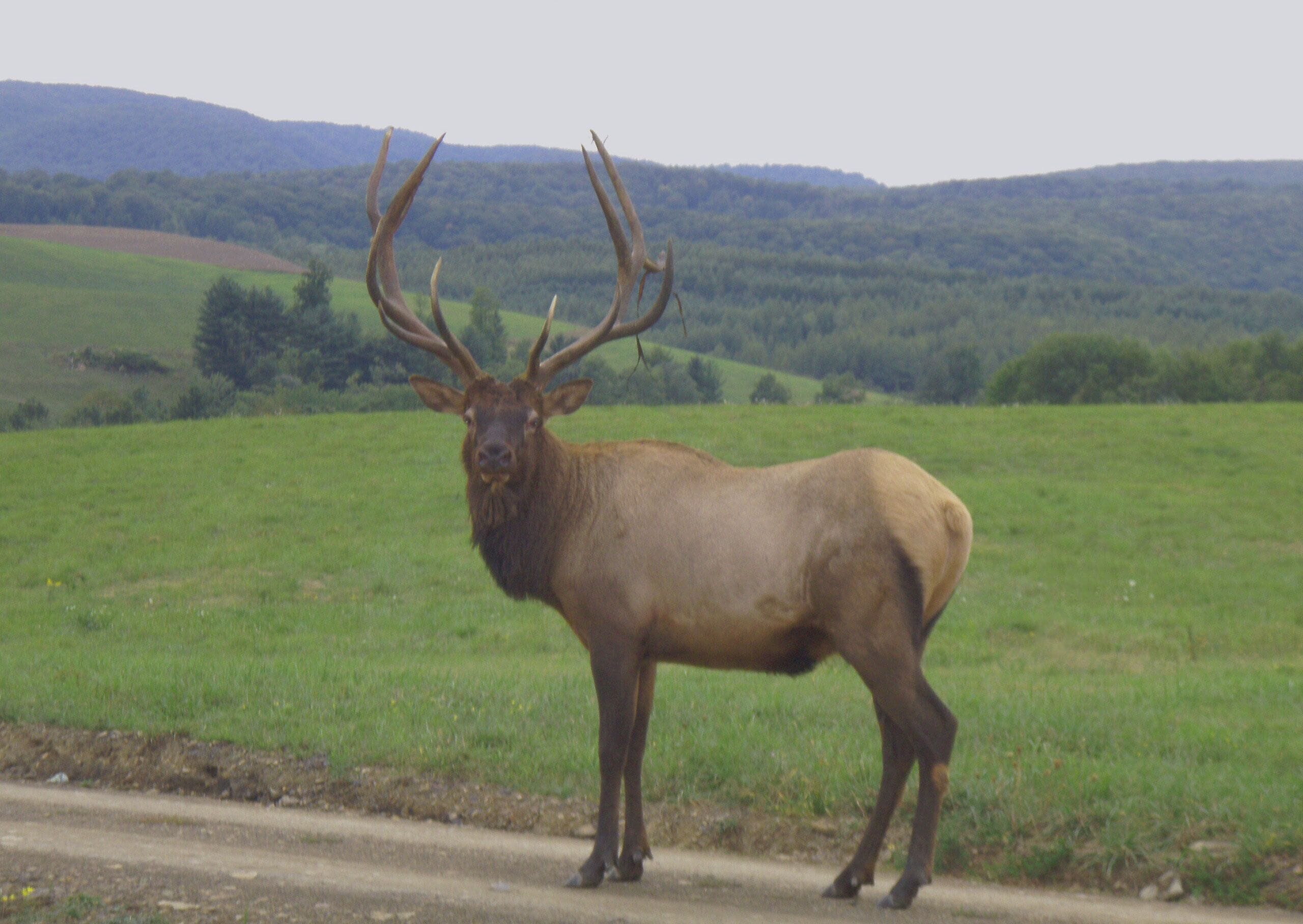 A large elk standing on a dirt road with a green field and hills in the background.