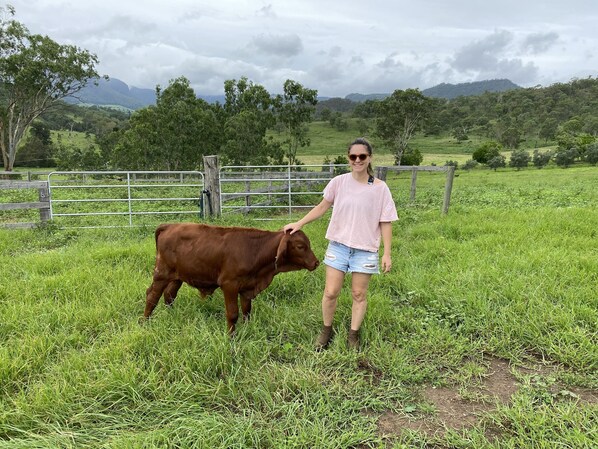 Una persona de pie en un campo cubierto de hierba con una vaca, rodeada de una valla y árboles.
