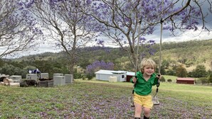 Un niño en un columpio, en un área con césped, flores moradas, árboles y edificios al fondo.