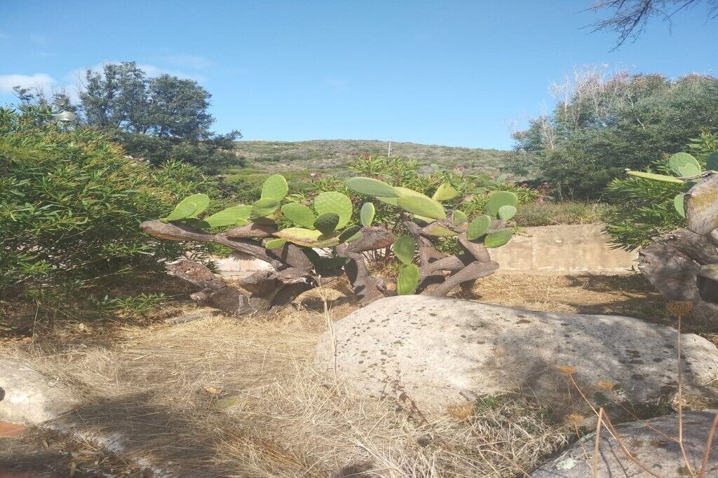 A cactus plant with green leaves and a few fruits, surrounded by rocks and dry grass.