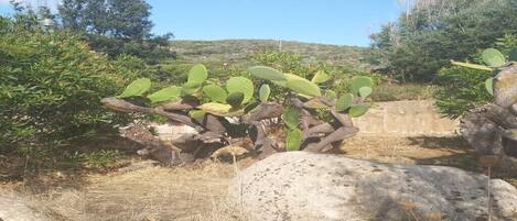 A cactus plant with green leaves and a few fruits, surrounded by rocks and dry grass.