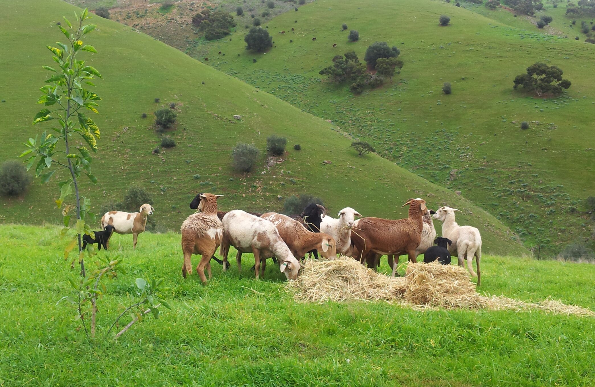 Secluded artistic earthen home offering spa luxury — image 26