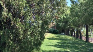Un sendero bordeado por árboles frondosos y una zona verde cuidada.