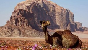 A camel in a desert landscape with a large rock formation in the background. - Um Al Tawaqi (Wadi Rum)