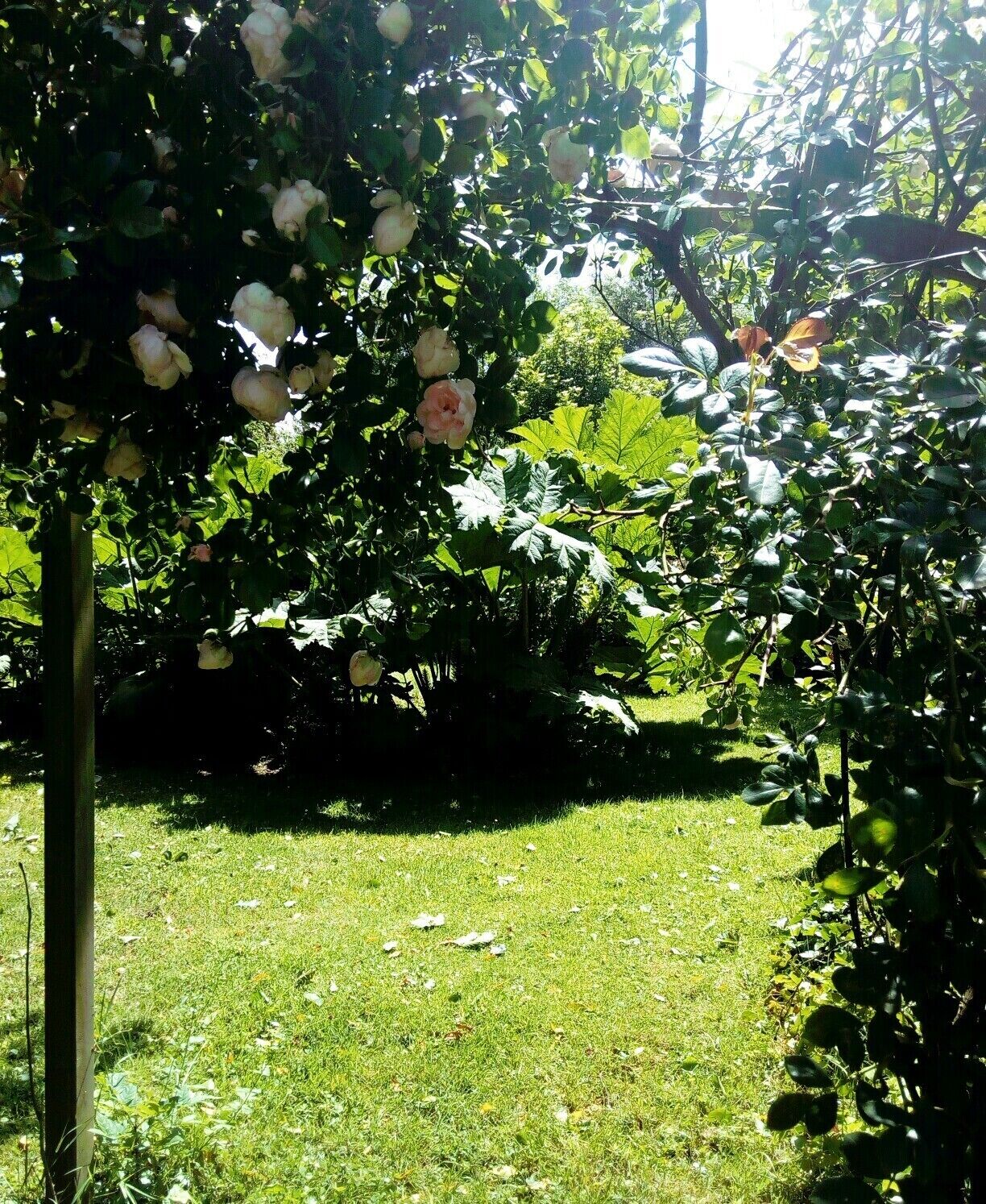 A garden with a variety of flowering plants and a grassy lawn.