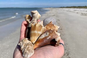 Sun loungers, beach towels