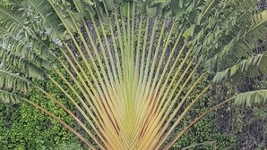 A large palm tree with a fan-like frond structure in a lush green environment. - Studio any comfort. (Bas de la Rivière)