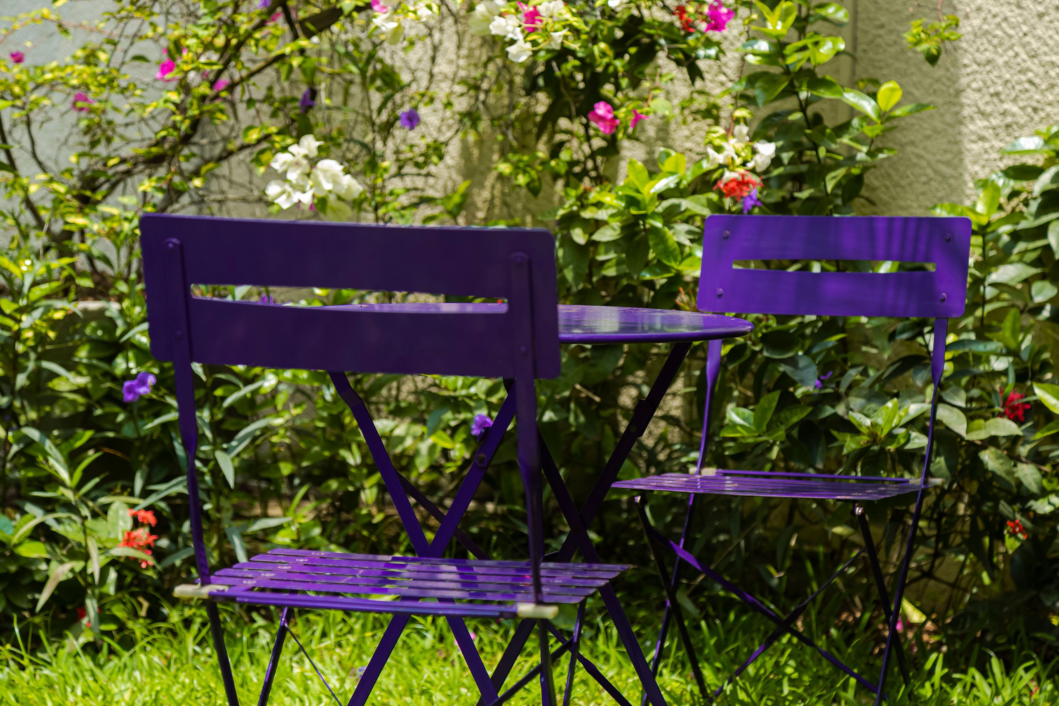 Dos sillas moradas en un jardín con abundante follaje y flores.
