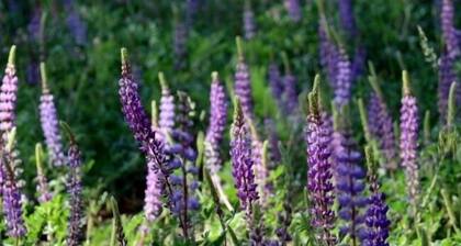 INSIDE YOSEMITE! Ten minutes from Yosemite Valley. SUMMER/FALL openings!