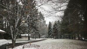 Una entrada de casa con un coche aparcado a la izquierda, rodeada de árboles cubiertos de nieve y un cielo despejado.