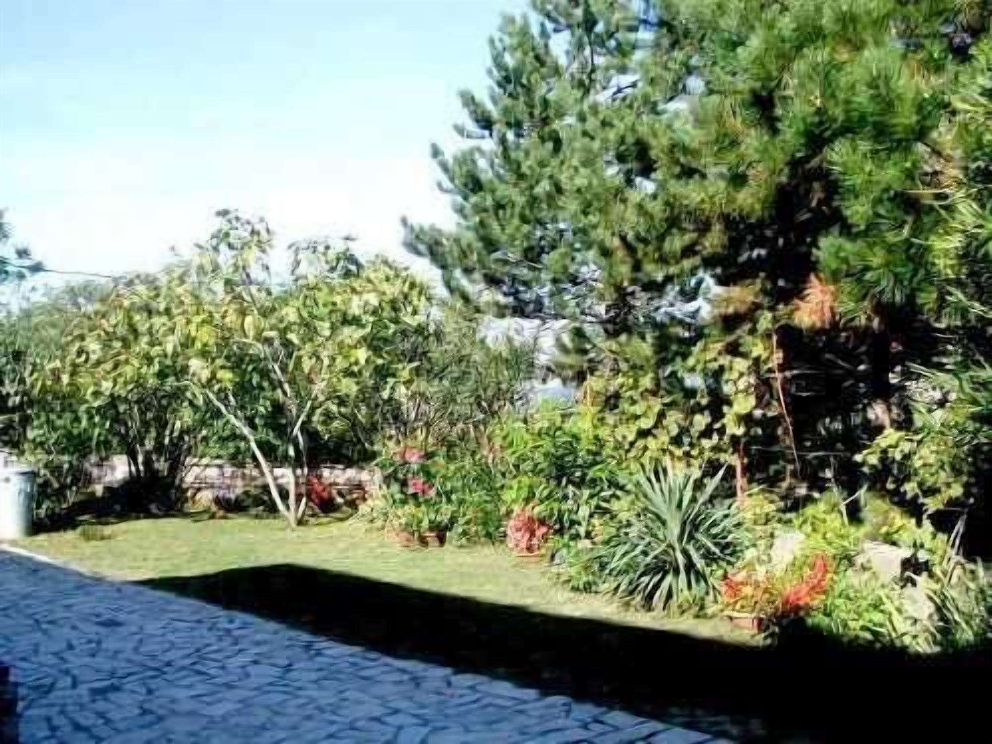 A paved pathway leading through a garden with various plants and trees.