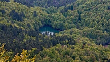 Un bosque tupido con un lago rodeado de árboles.