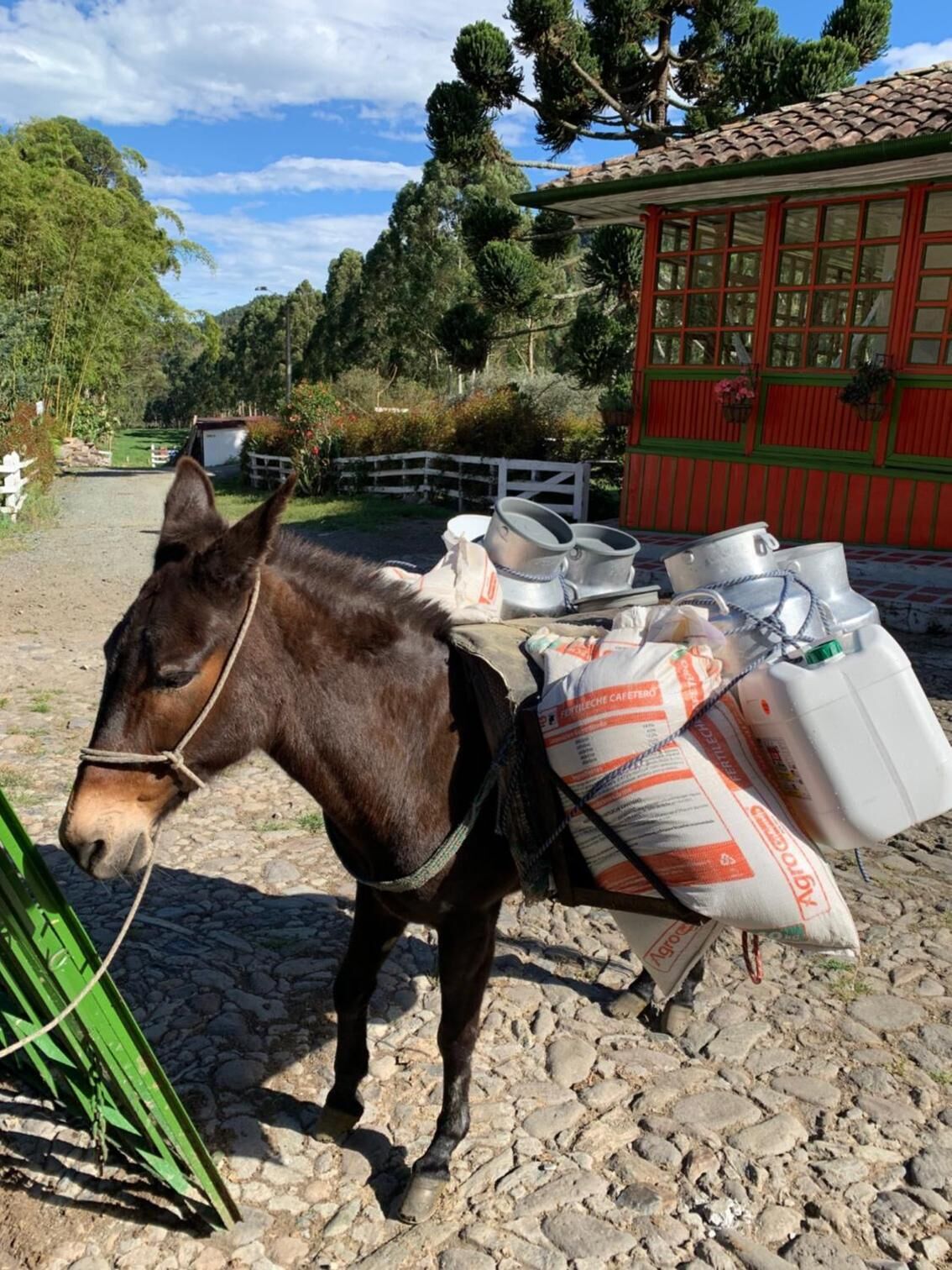 A donkey with a load of bags and buckets, standing on a cobblestone path with a red building in the background.