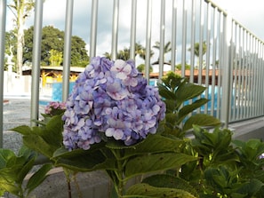Outdoor pool, pool umbrellas