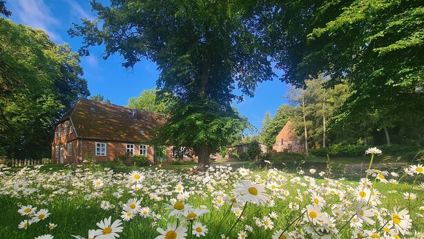 A house surrounded by a field of daisies and trees. - Vacation home at the edge of the forest Biendorf near Kühlungsborn - 2-room vacation home (70m², max. (Biendorf)