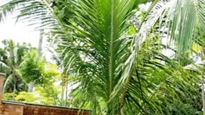 Un hidromasaje circular con una persona sentada en su interior, rodeado de abundante vegetación y un muro de ladrillo.