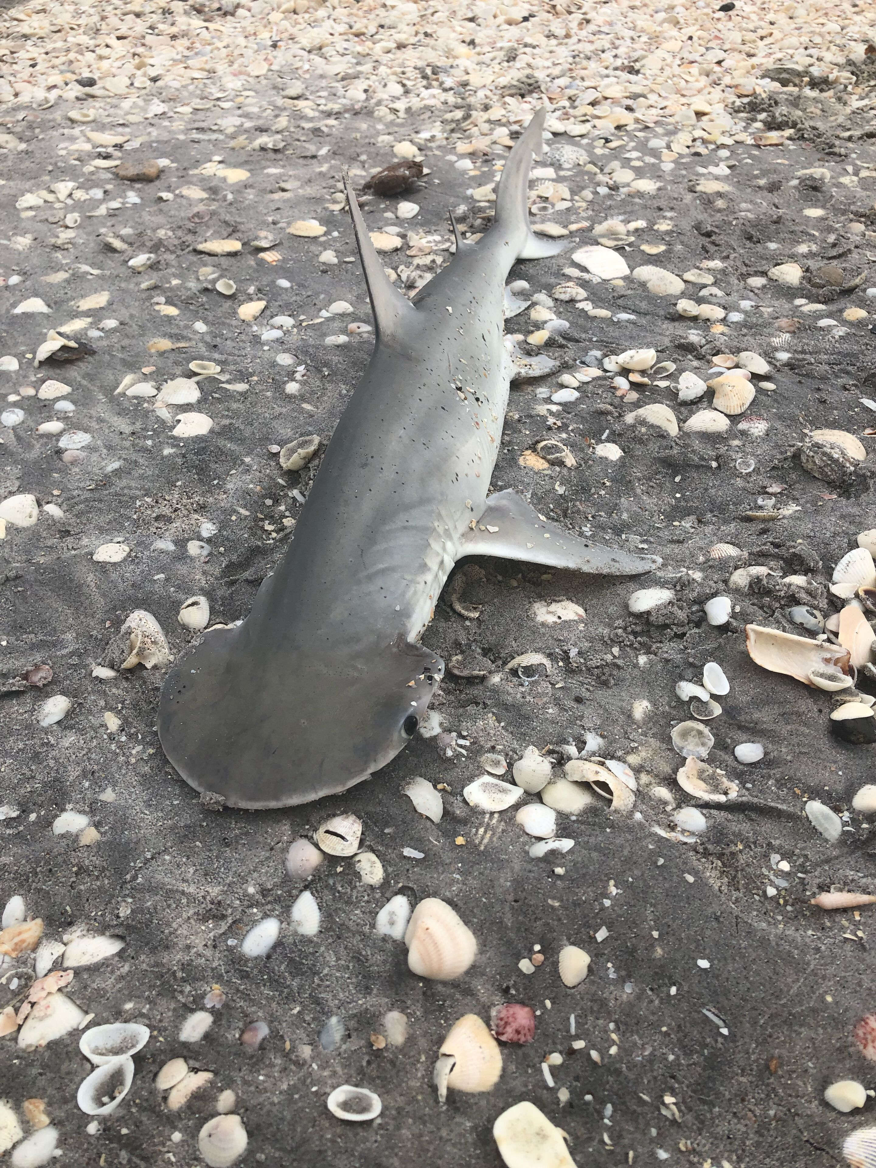 Un tiburón en la playa con caracolas marinas dispersas.