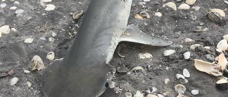 Un tiburón en la playa con caracolas marinas dispersas.