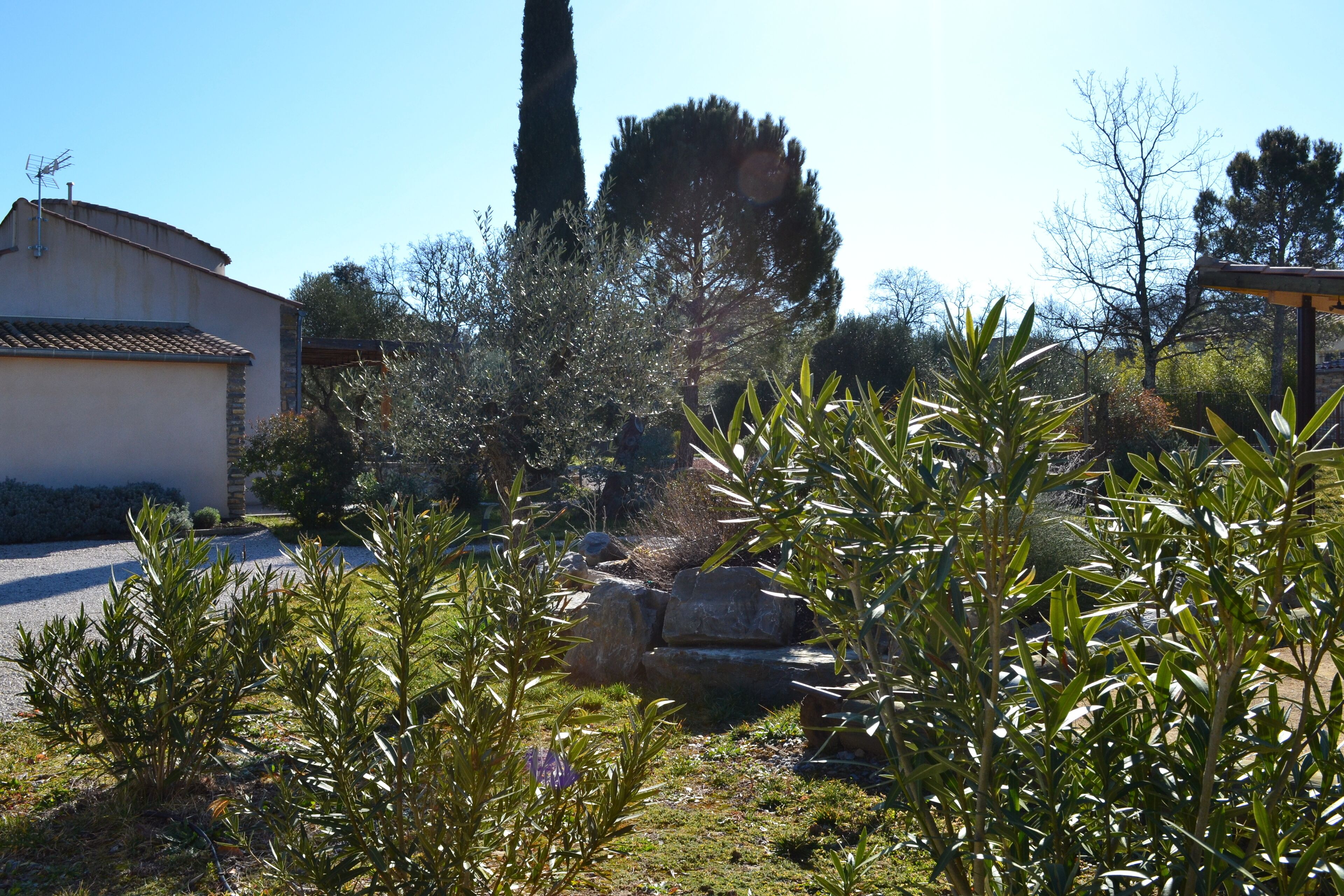 A garden with various plants and a stone structure.